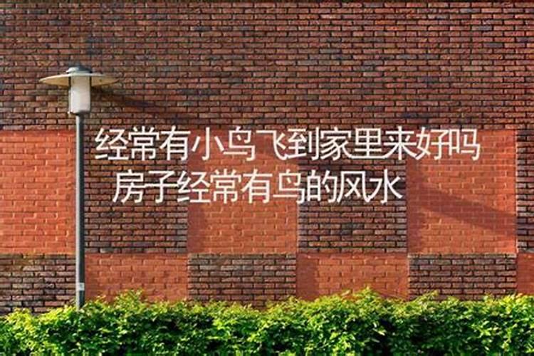 有风水大师告诉我,斑鸠在我家窗台上报小鸟,好吗？
