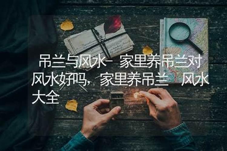 经常有鸽子等鸟类飞进的房子风水