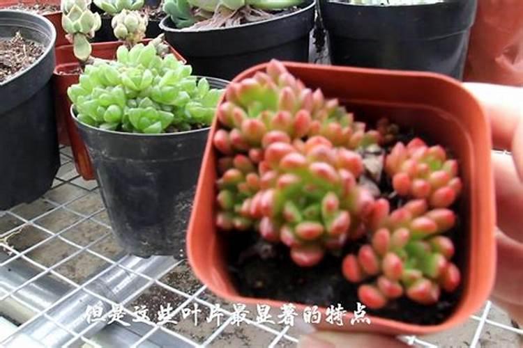 别墅院子绿化风水别墅庭院吉祥的植物