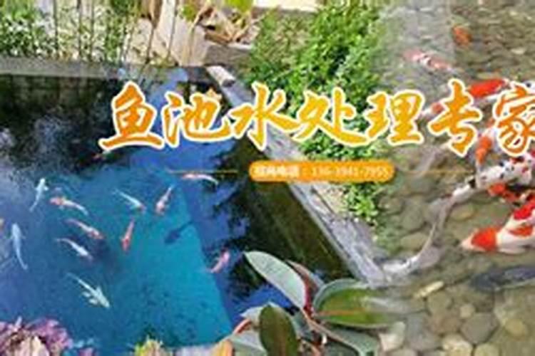 养七条锦鲤有什么寓意