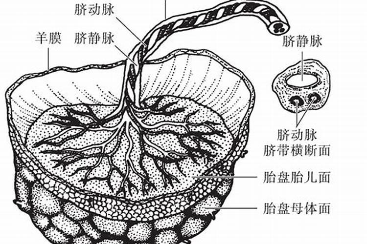 胎盘埋在大树下代表什么