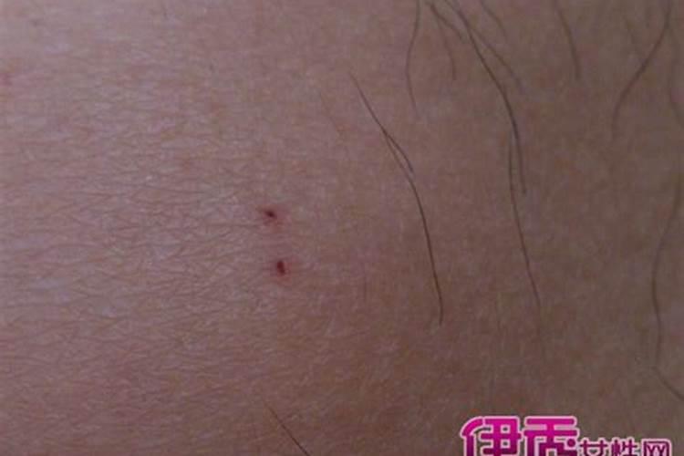 家里的床被老鼠咬破对家风水有影响吗