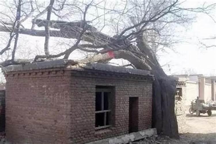 住宅风水房后面有棵大槐树好不好