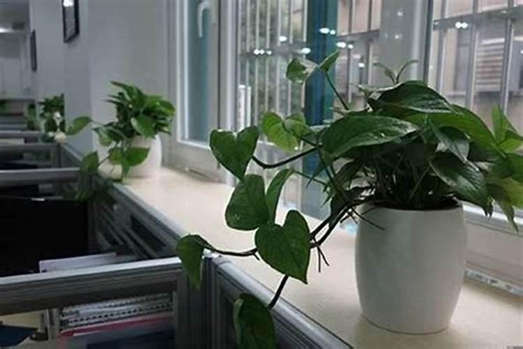 办公室多肉植物风水知识