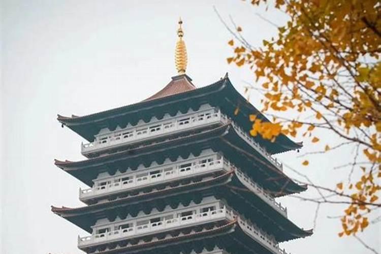 天台华顶杜鹃导游天台云顶杜鹃导游