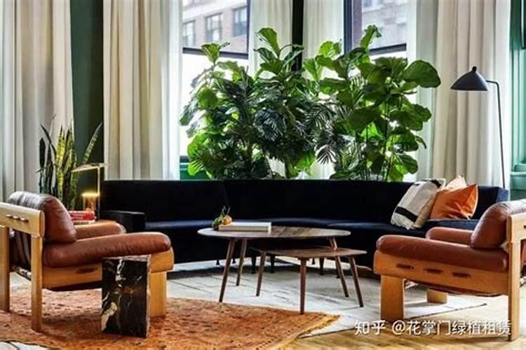 办公室门口放什么植物风水好 办公室盆栽摆放风水方位