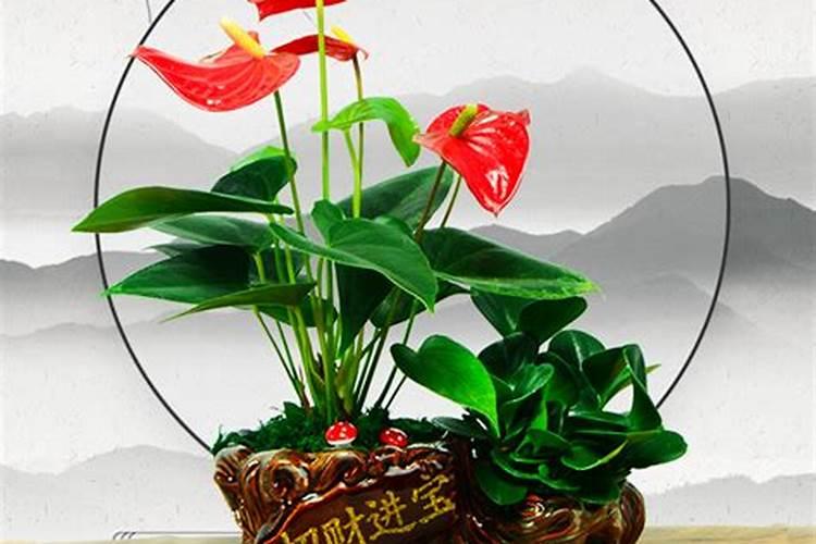 什么花风水最好最旺财图片、旺财的花有哪些