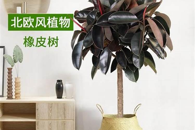 办公桌风水植物摆设有哪些讲究,什么样的生肖适合摆放哪种植物？