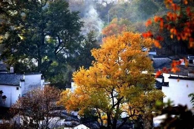 别墅院子里适合种什么树？