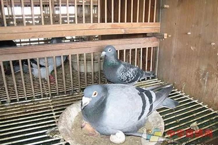 鸽子在窗户下筑巢寓意鸽子在窗户下筑巢寓意是什么