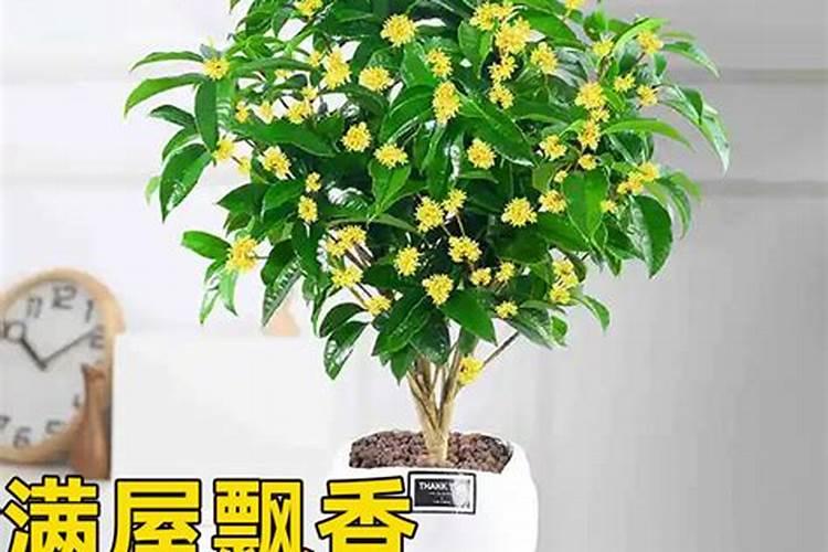 我们自己家里门前想栽像篱笆墙那种树苗好