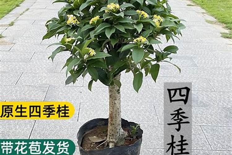 自家南窗外想种植低矮树苗做围墙,什么样树种为好既可作为围栏用又可以观...