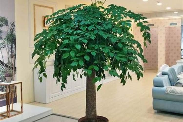 风水问题:公司院子里种植桑树好吗？
