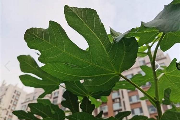 宅院种杨梅树风水好吗？