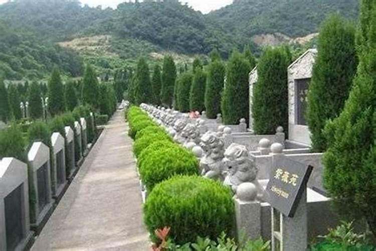 门前屋后能不能种芭蕉树？