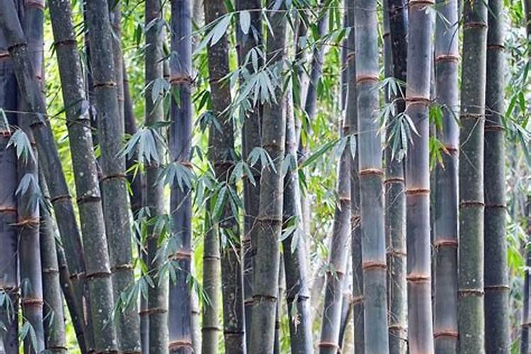 庭院养什么花最好风水最旺
