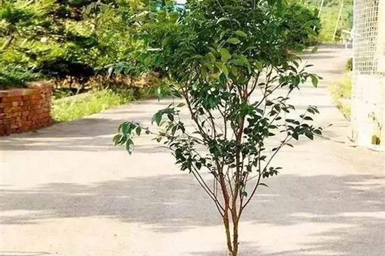 树屋讲究风水吗