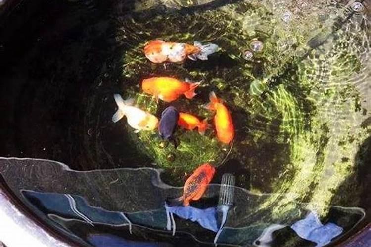别墅前后花园养鱼风水有什么说法？