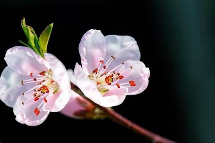 风水如何旺桃花