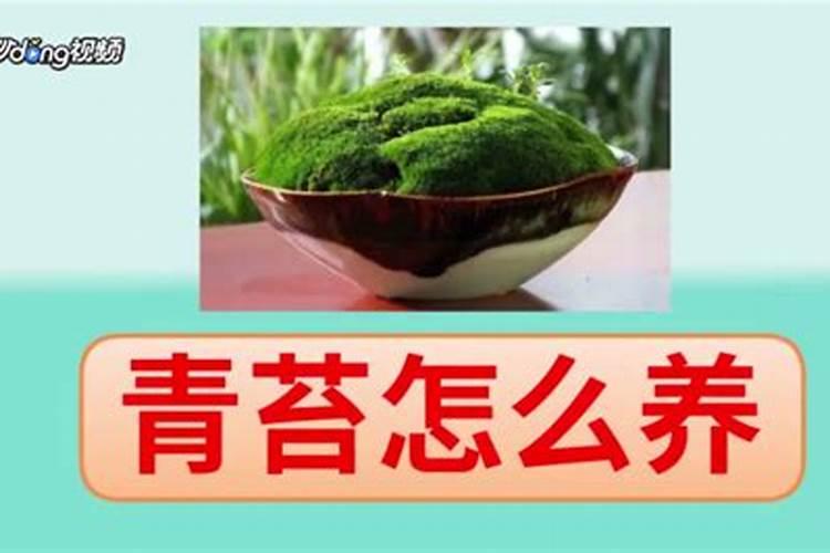 家门囗长青苔从风水角度来看好不好