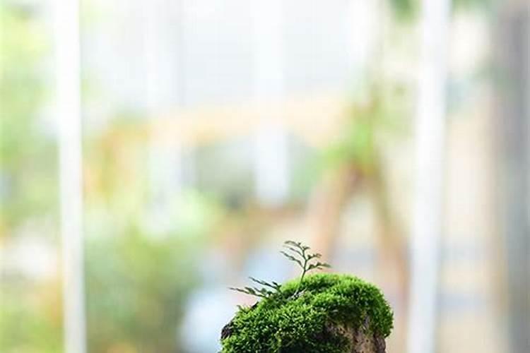 家里养苔藓风水不好吗？了解这些才能更好的养殖苔藓!