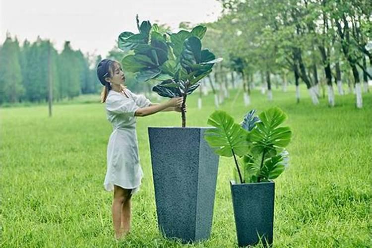 风水里家里养的大盆花送人好吗
