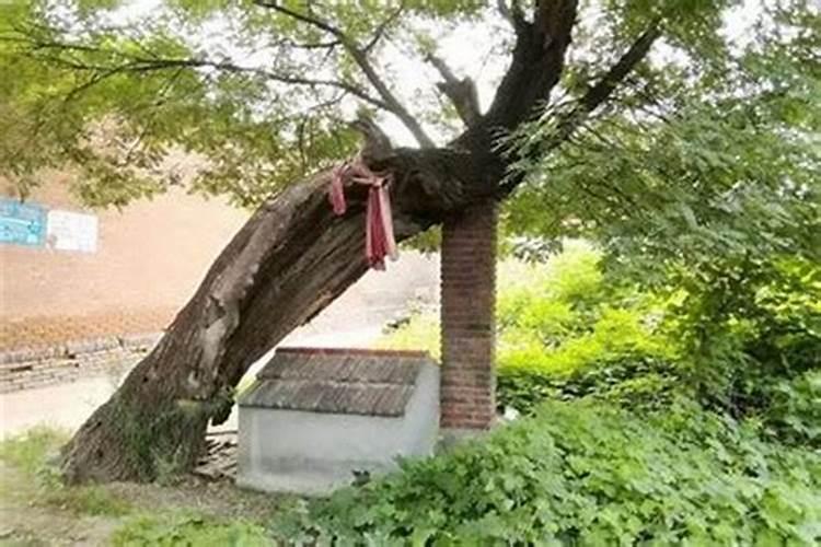 为什么院子里不能留树桩的原因