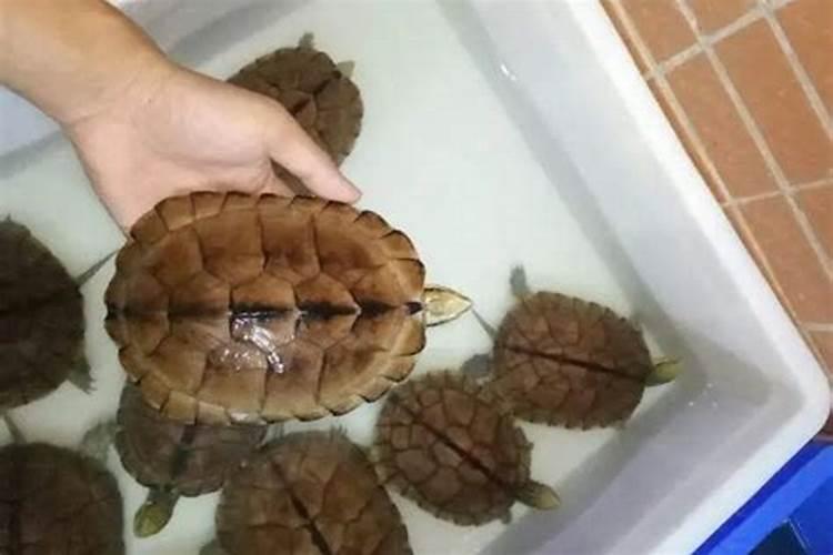 我最近在装修楼房。一楼。主卧室朝阳,什么颜色好 风水问题 呢？