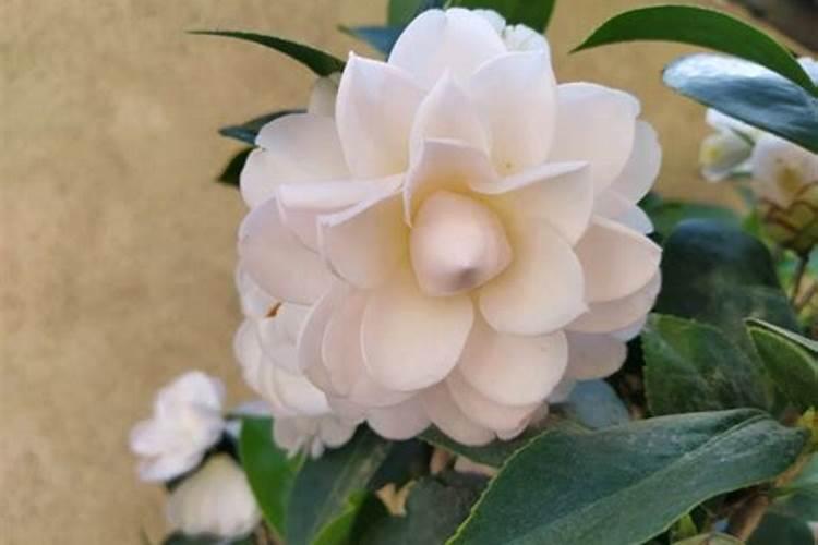 茶花对家里的风水好吗