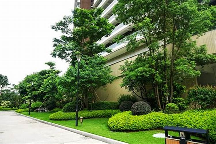 庭院外种植什么树对风水好