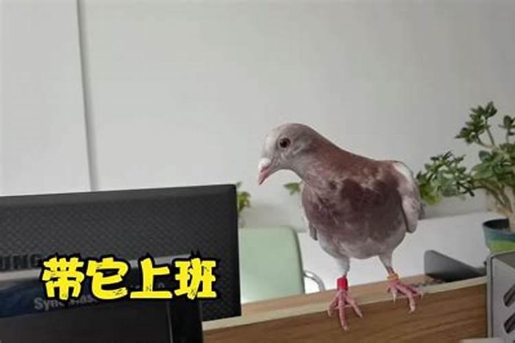 家宅风水布局旺财 会招财的风水布局？