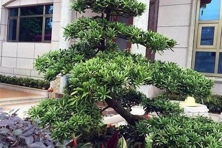 罗汉松风水禁忌 罗汉松有什么风水作用