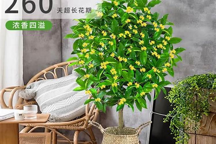大厅放什么花最旺风水