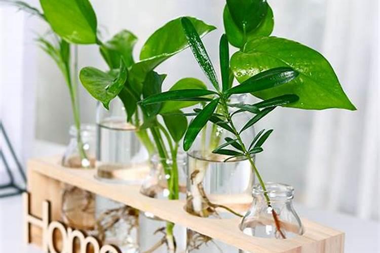 办公室养水培植物会坏风水吗