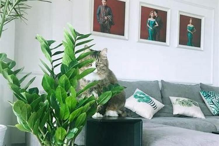 楼房客厅养什么绿植招财 哪些植物适宜种在客厅旺财