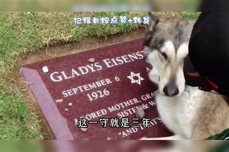 养猫不能养两只风水禁忌有哪些 养几只猫最吉利