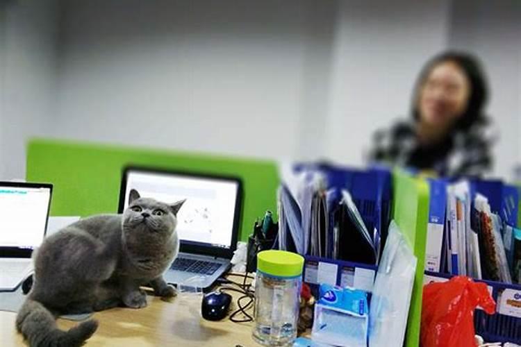 办公室养猫真的可以吗