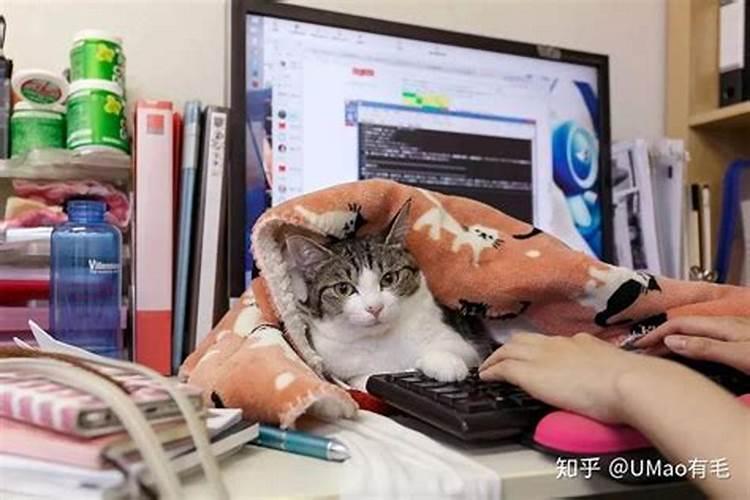 英短猫为什么不建议养？