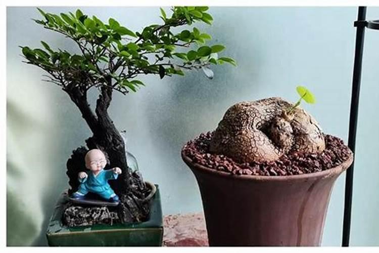 家里摆放花瓶的风水