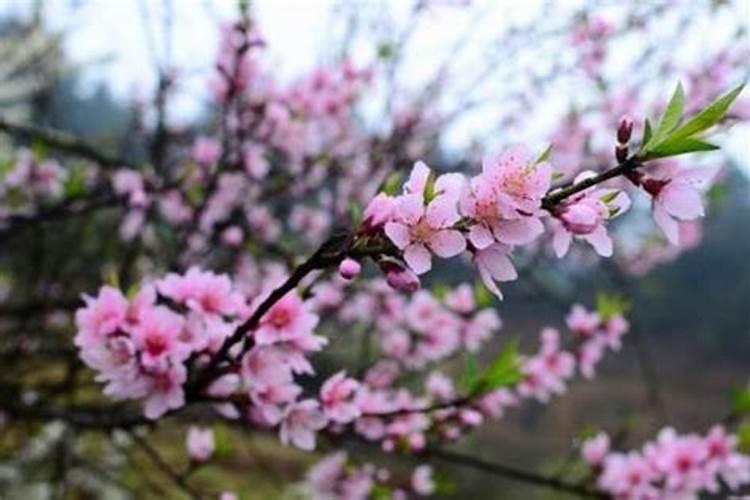 催姻缘:风水催旺桃花运,从此剩女不恨嫁!