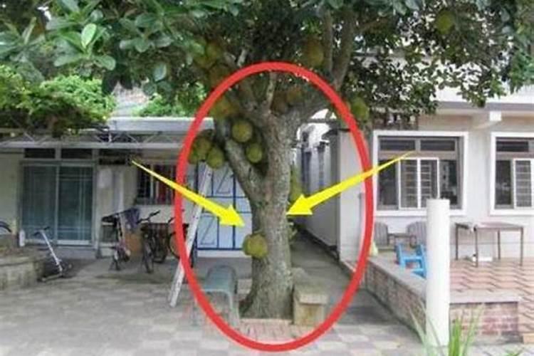 房前屋后宜栽种什么植物为了美观及符合风水之说,房屋