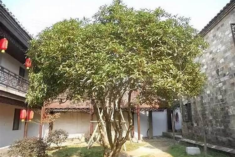 俗话说:屋前不种竹,屋后不种柚。是什么地方的习俗,这表示什么意思？