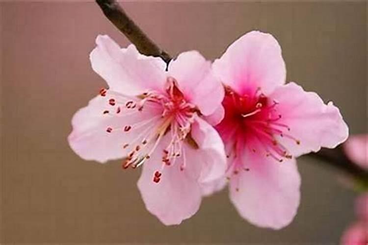 卧室挂什么画最旺桃花