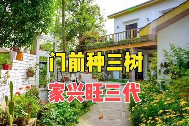 最旺财又镇宅的树(家里种什么植物旺财又旺宅风水好)