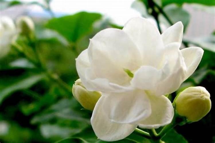 养茉莉花的风水禁忌