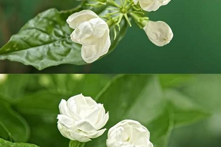 茉莉的风水作用？
