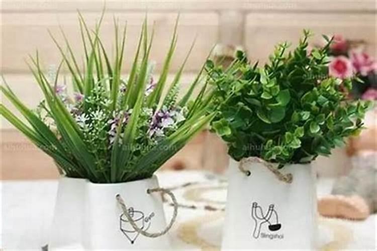 办公桌摆放风水植物如何选择？