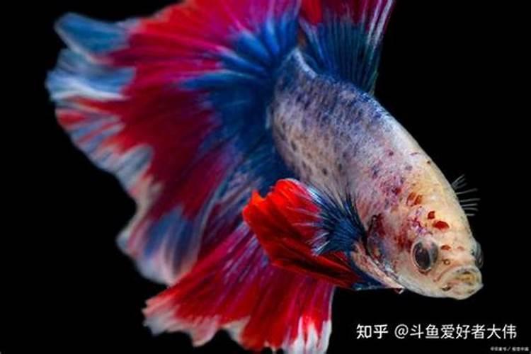 招财金蟾该如何摆放为最佳位置