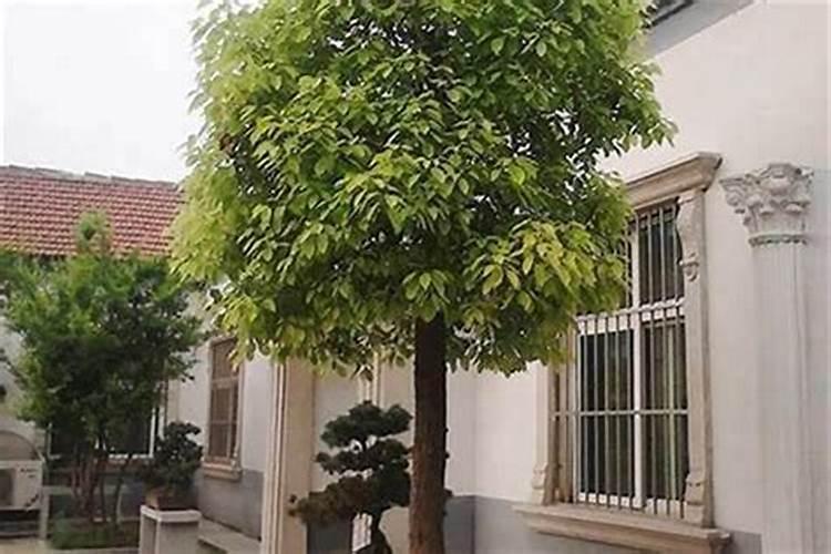庭院绿化风水中种什么植物比较好