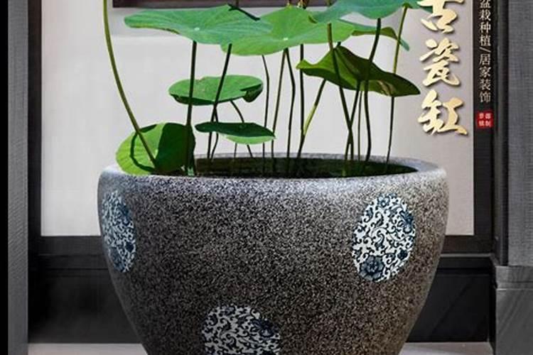 水缸里养什么植物最旺财